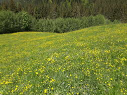 Imagem de Ranunculus acris L.