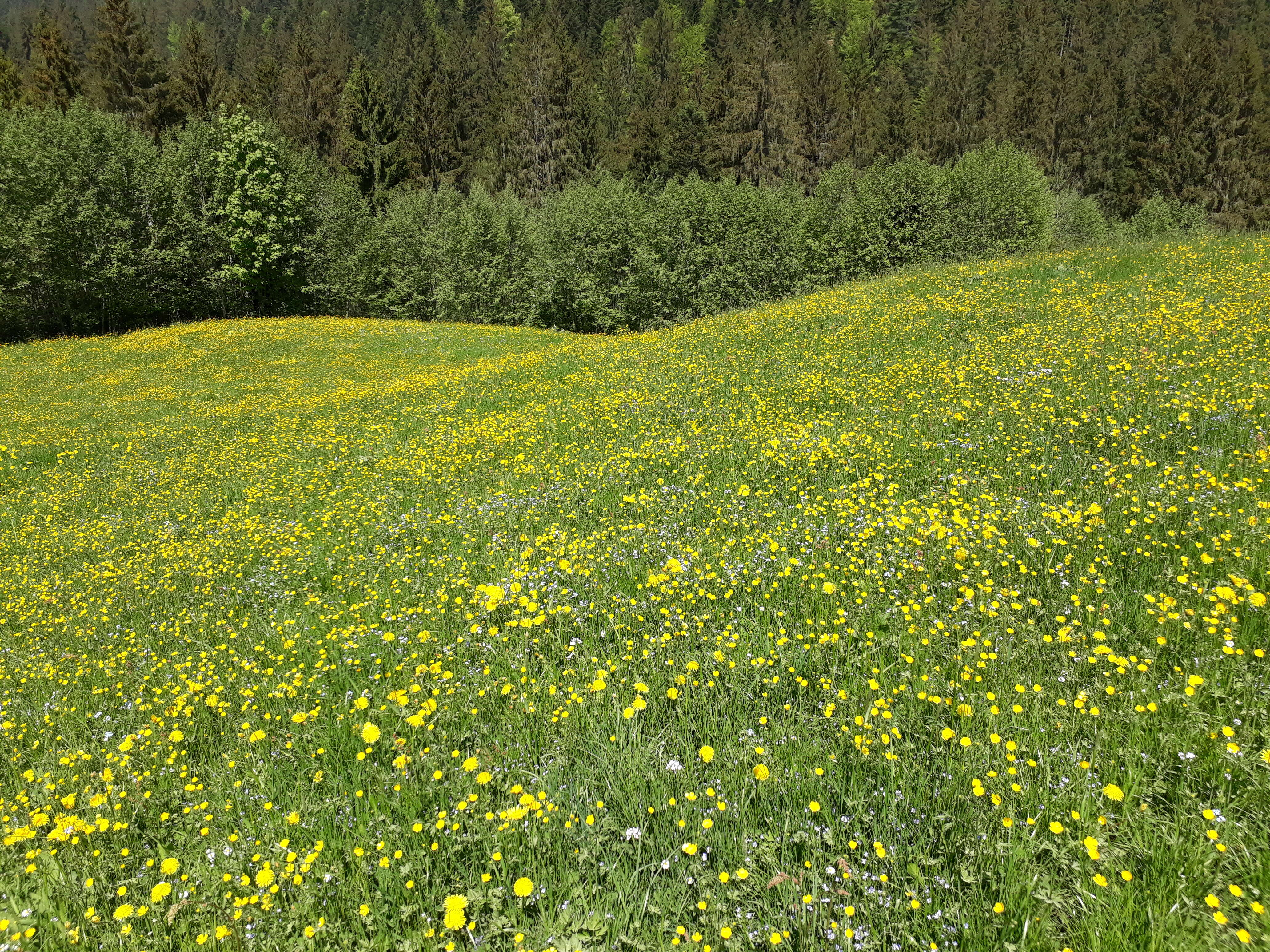 Imagem de Ranunculus acris L.