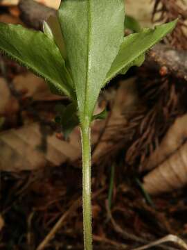 Image of Pseudostellaria heterophylla (Miq.) Pax