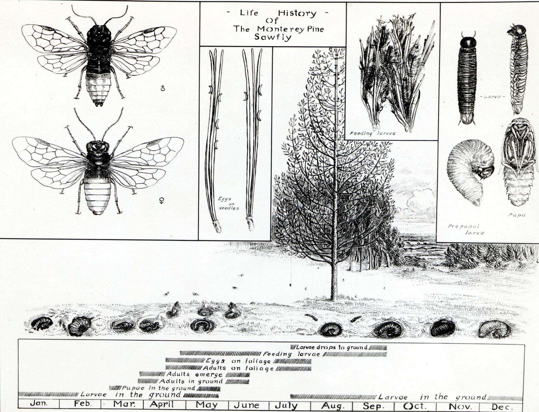 Image of Acantholyda