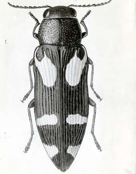 Image of Buprestis