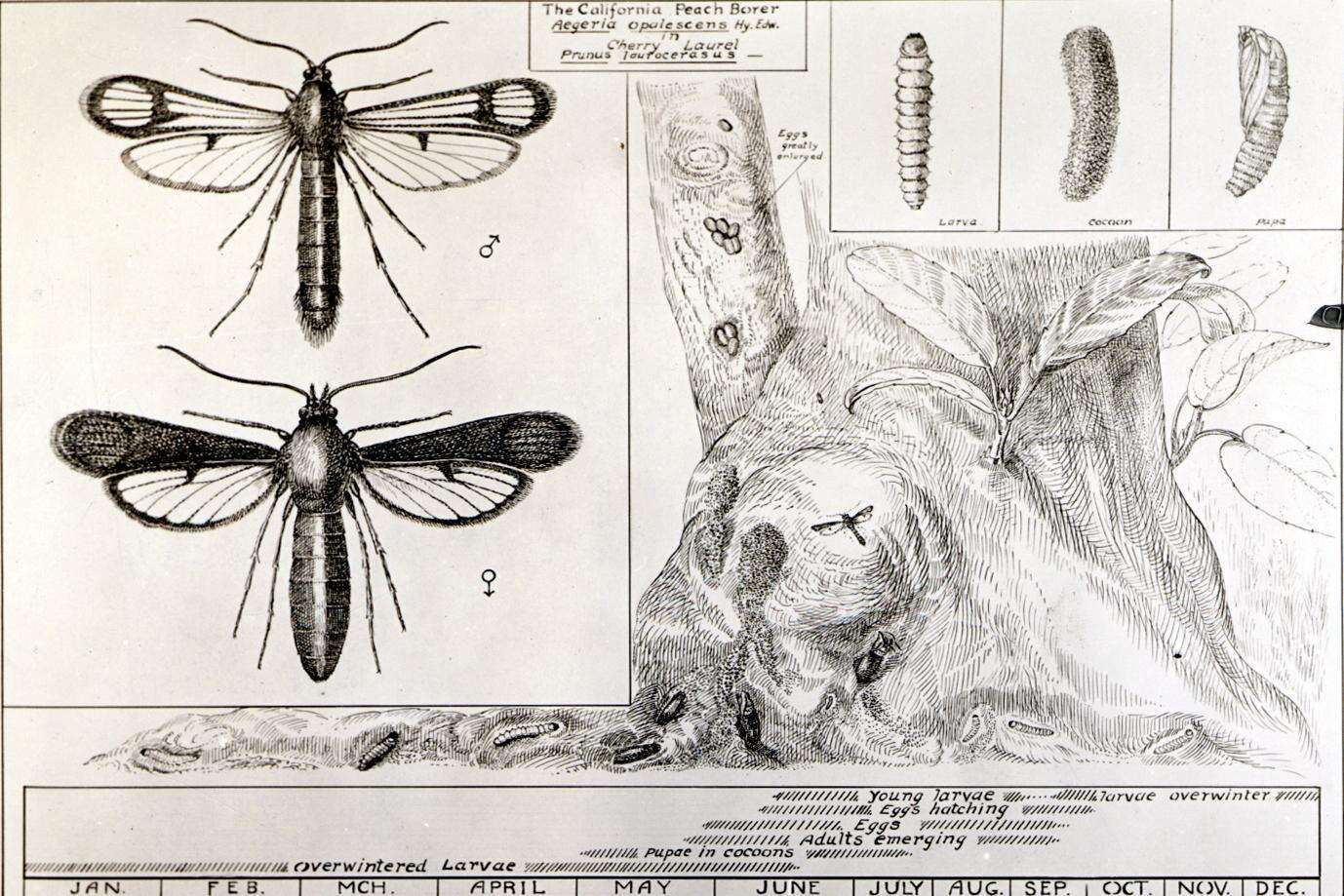 Image of Synanthedon exitiosa