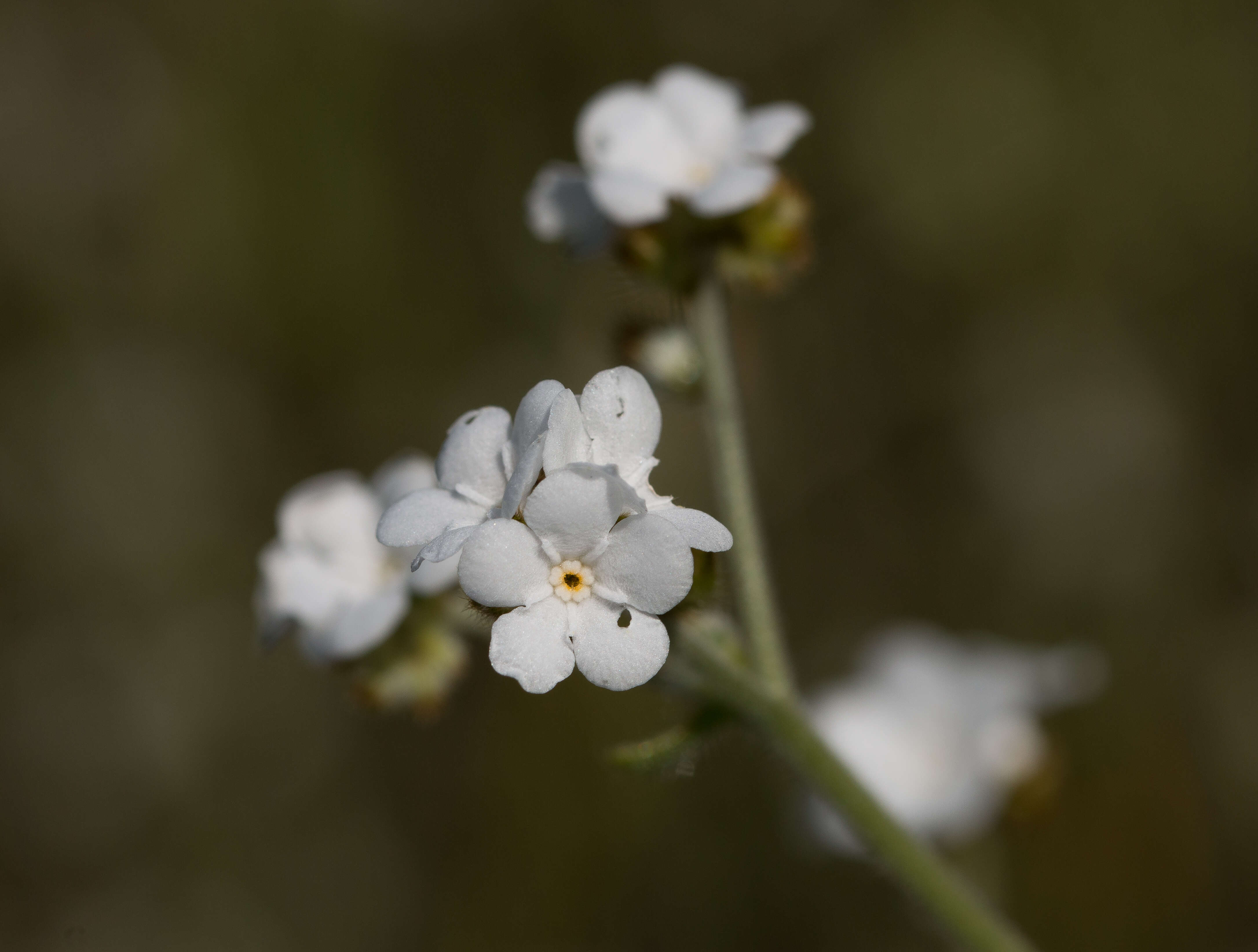 Plancia ëd Plagiobothrys nothofulvus (A. Gray) A. Gray