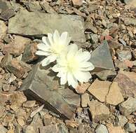 Image of lewisia