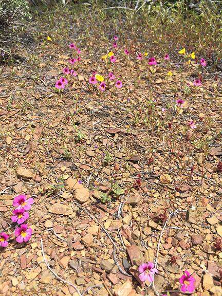 Plancia ëd Mimulus