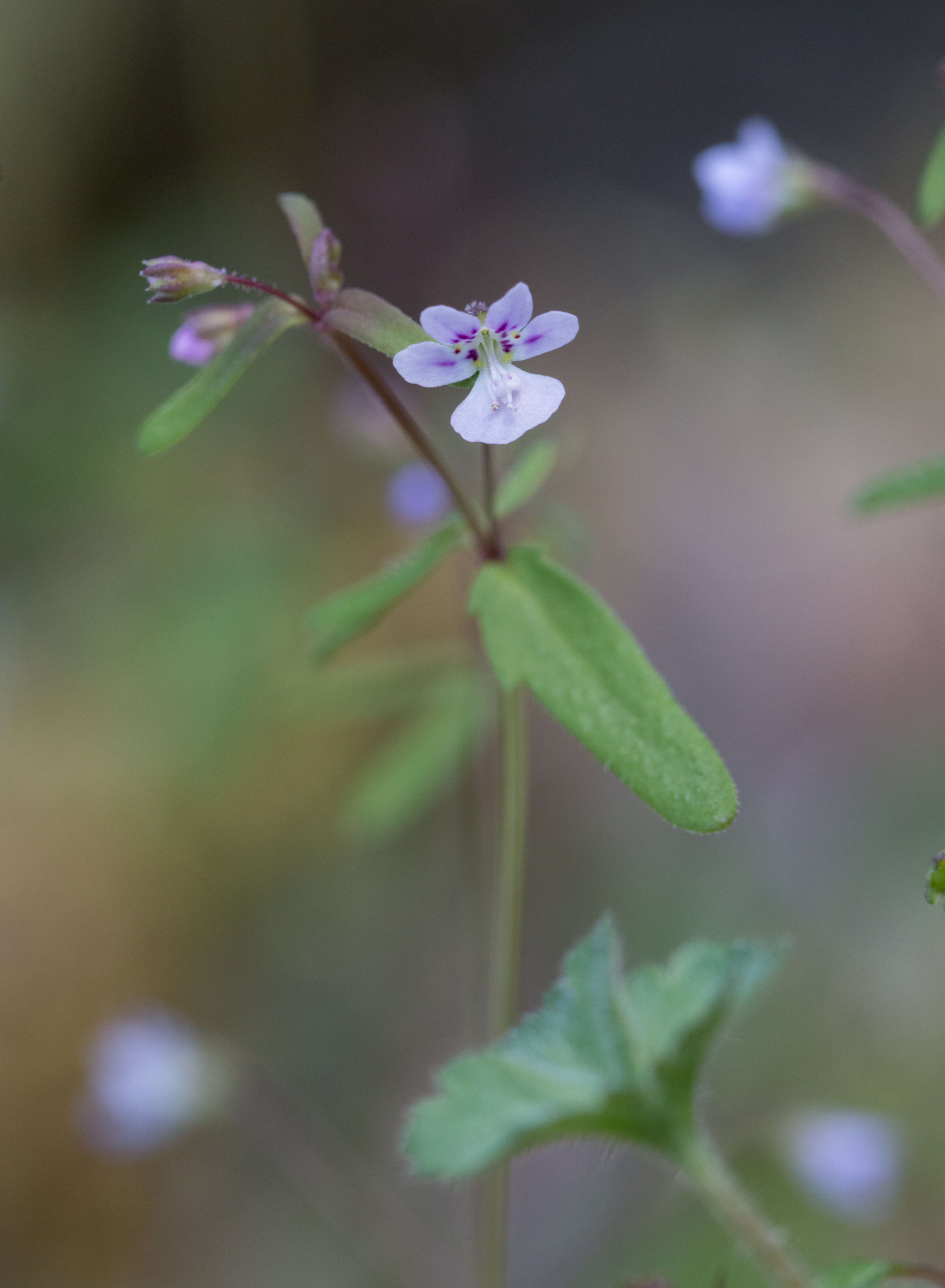 Image of Small-flower Tonella