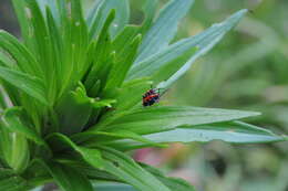 Image of Scarlet lily beetle