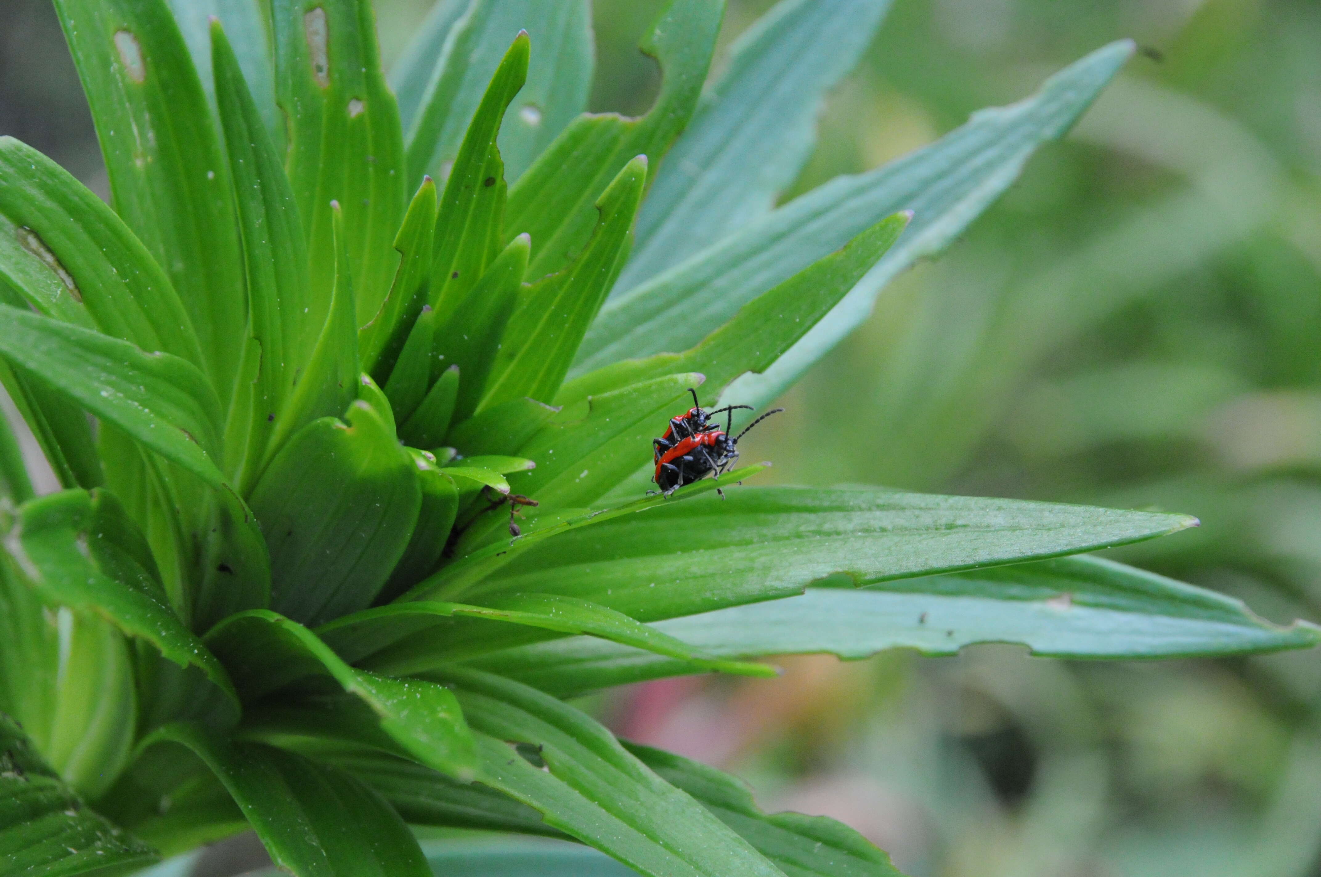 Image of Scarlet lily beetle