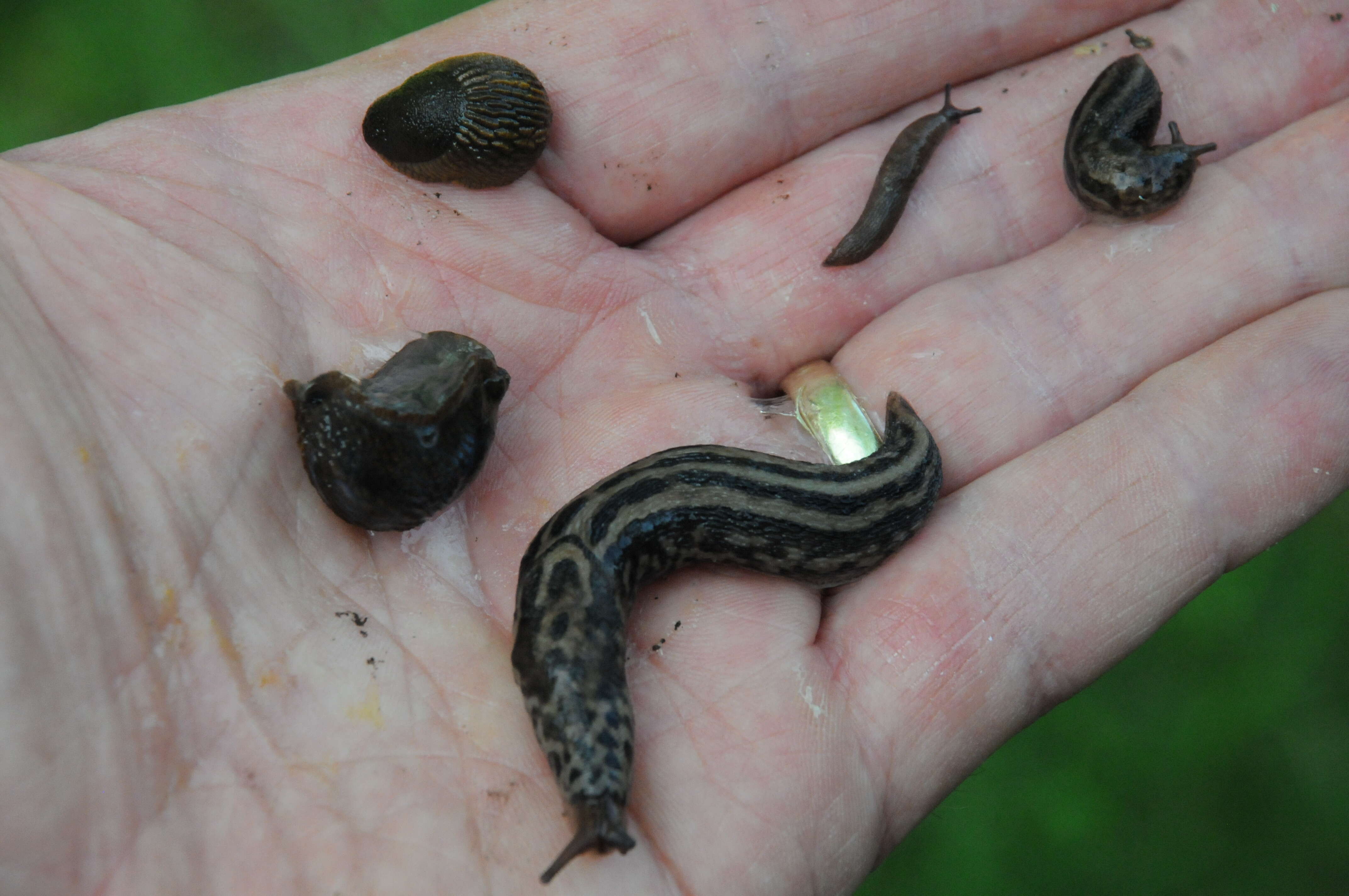 Image of garden slugs