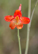 Image of red larkspur