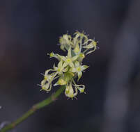 Слика од Cornus sessilis Torr.