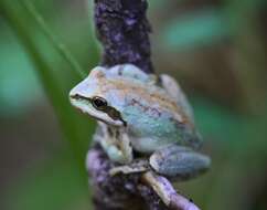 Image of slant-faced grasshopper