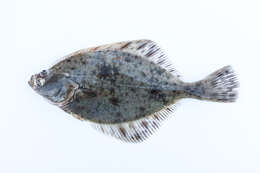 Image of Starry flounders