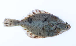 Image of Starry flounders