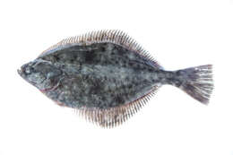 Image of Starry flounders