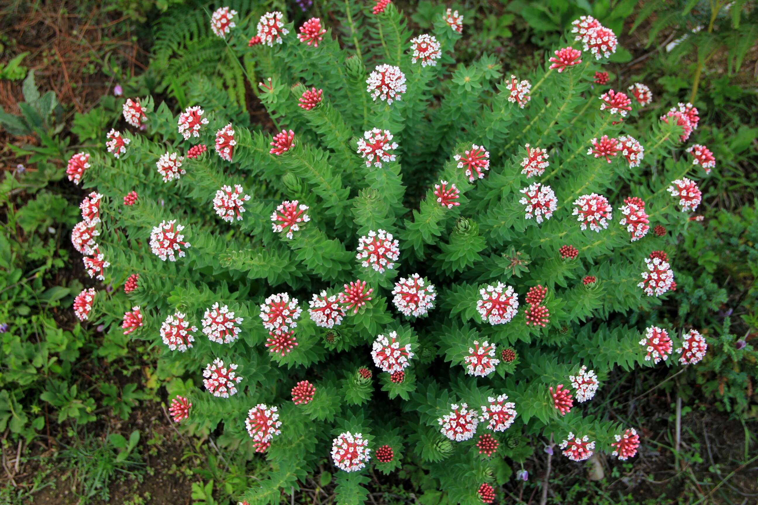 Imagem de Astrantia maxima Pall.