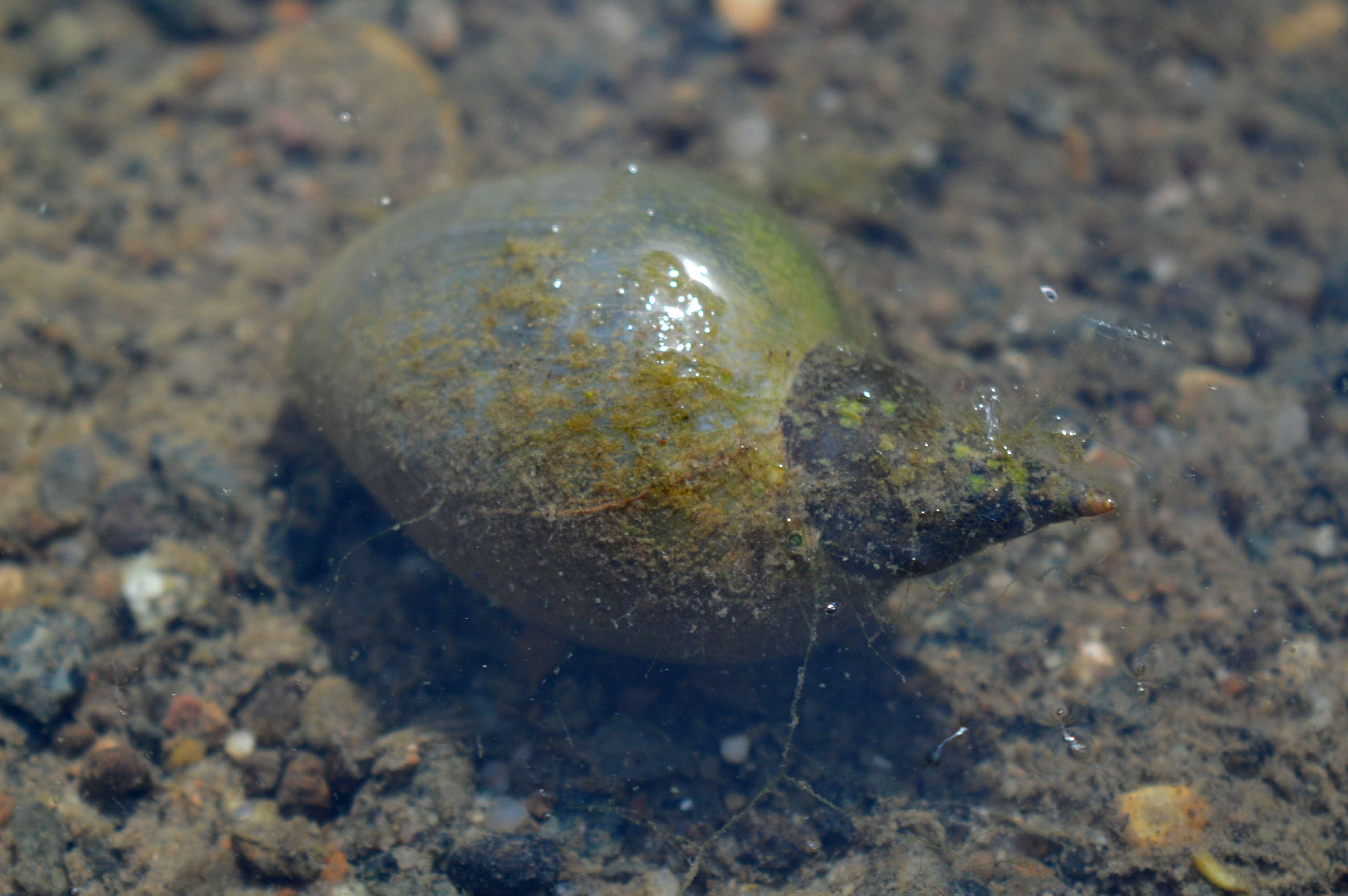 Image of Great Pond Snail