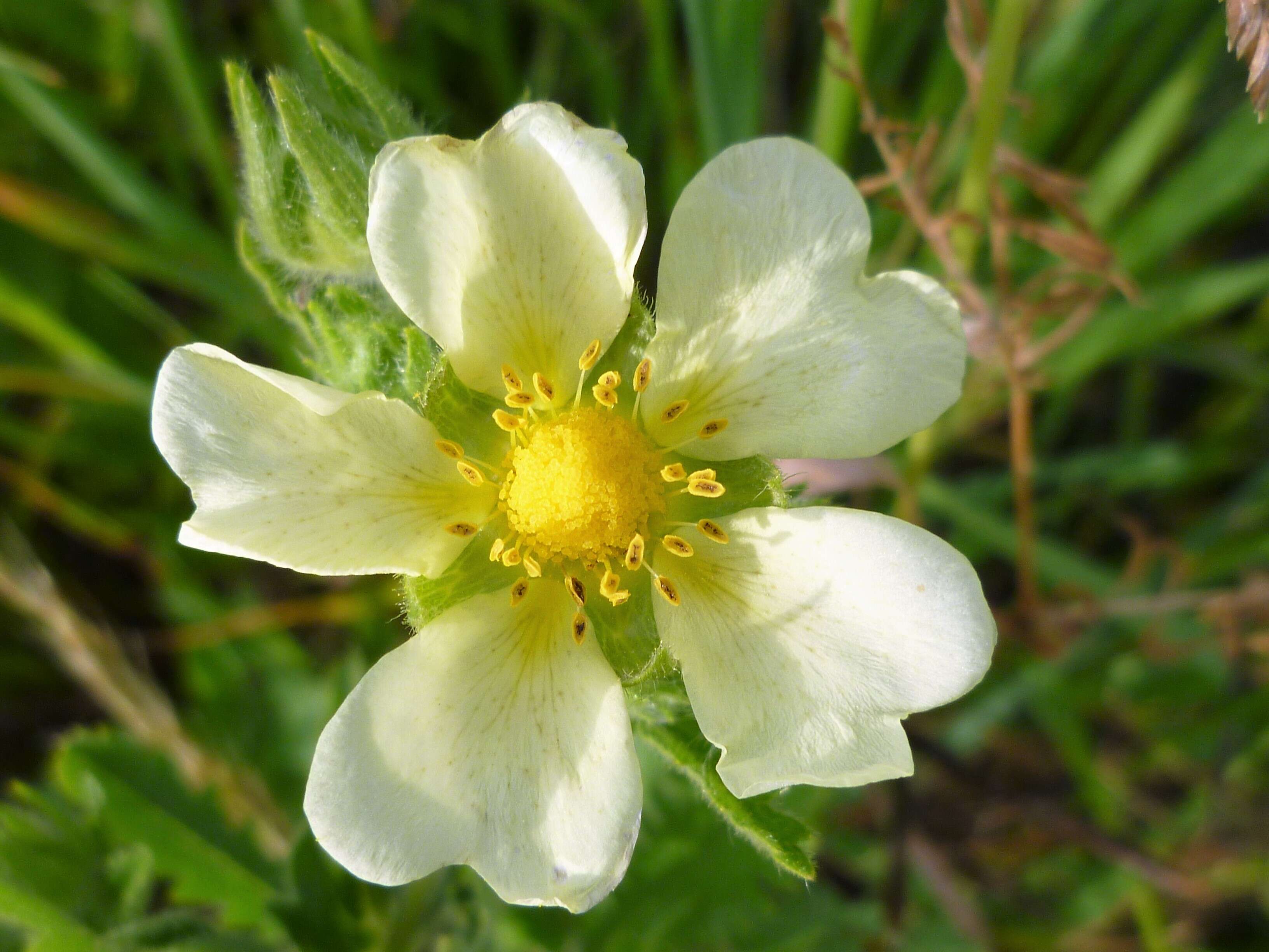 Image of sulphur cinquefoil