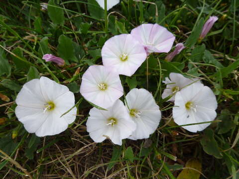 Image of Field Bindweed