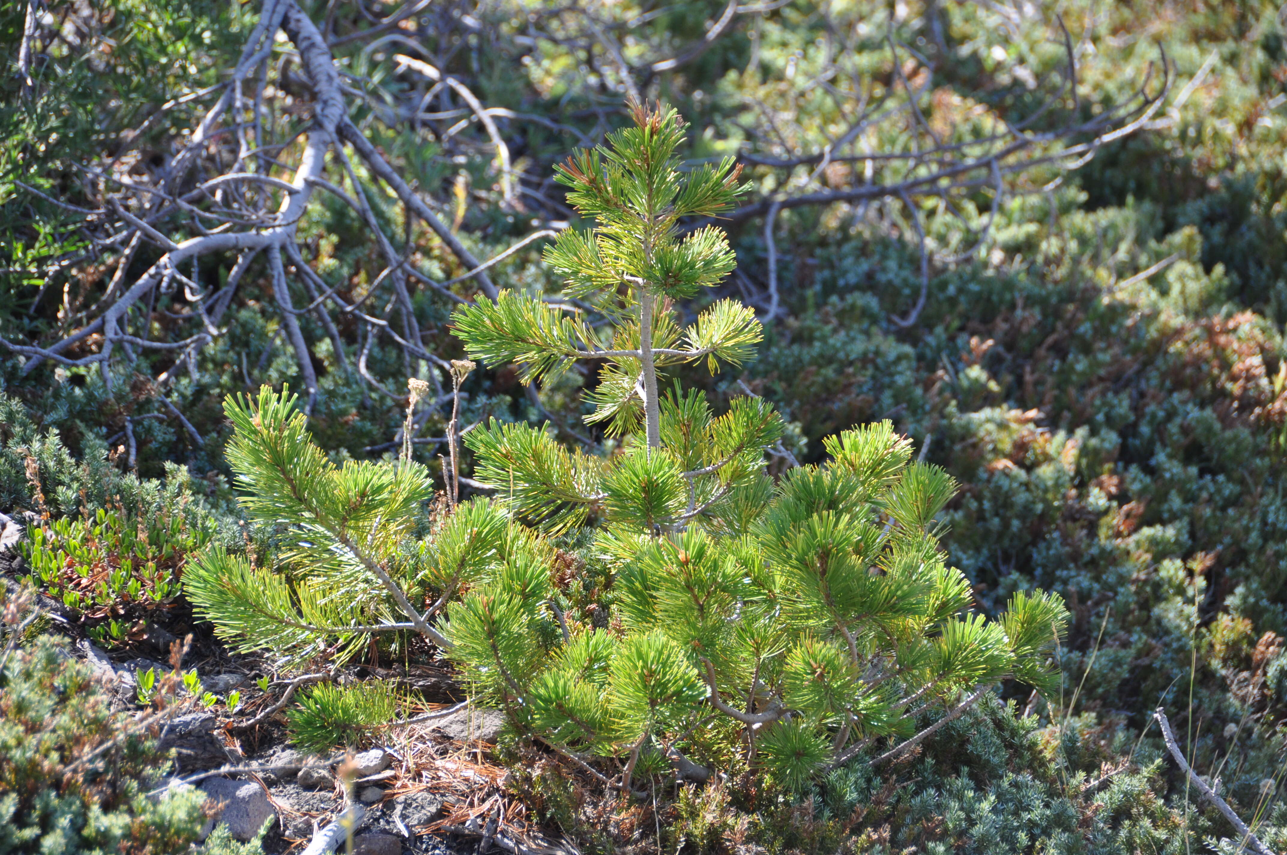 Image of whitebark pine