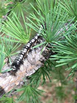 Image of Siberian Larch