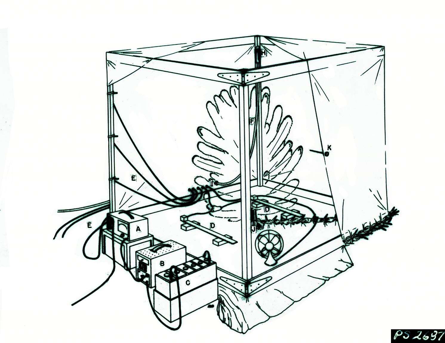 Image of European pine shoot moth