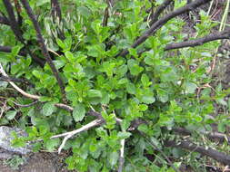 Plancia ëd Cercocarpus