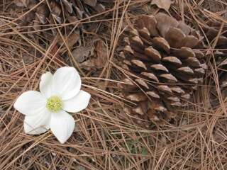 Image of Pacific dogwood