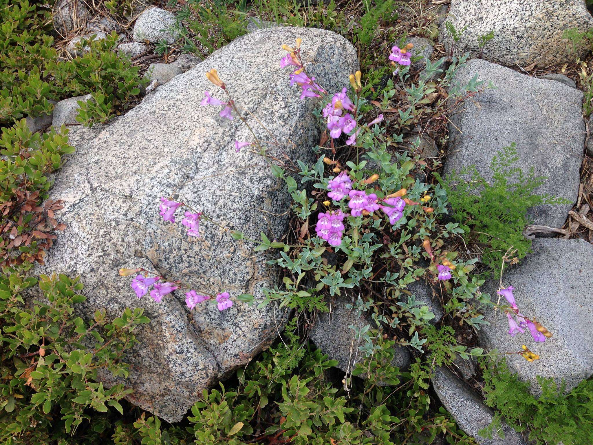 Image of beardtongue