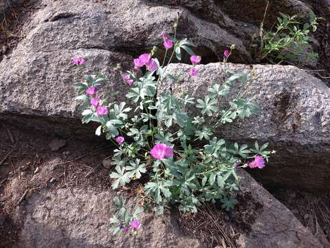 Image of checkerbloom