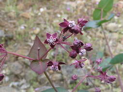 Image of purple milkweed