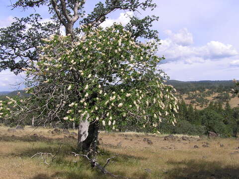 Image of California buckeye