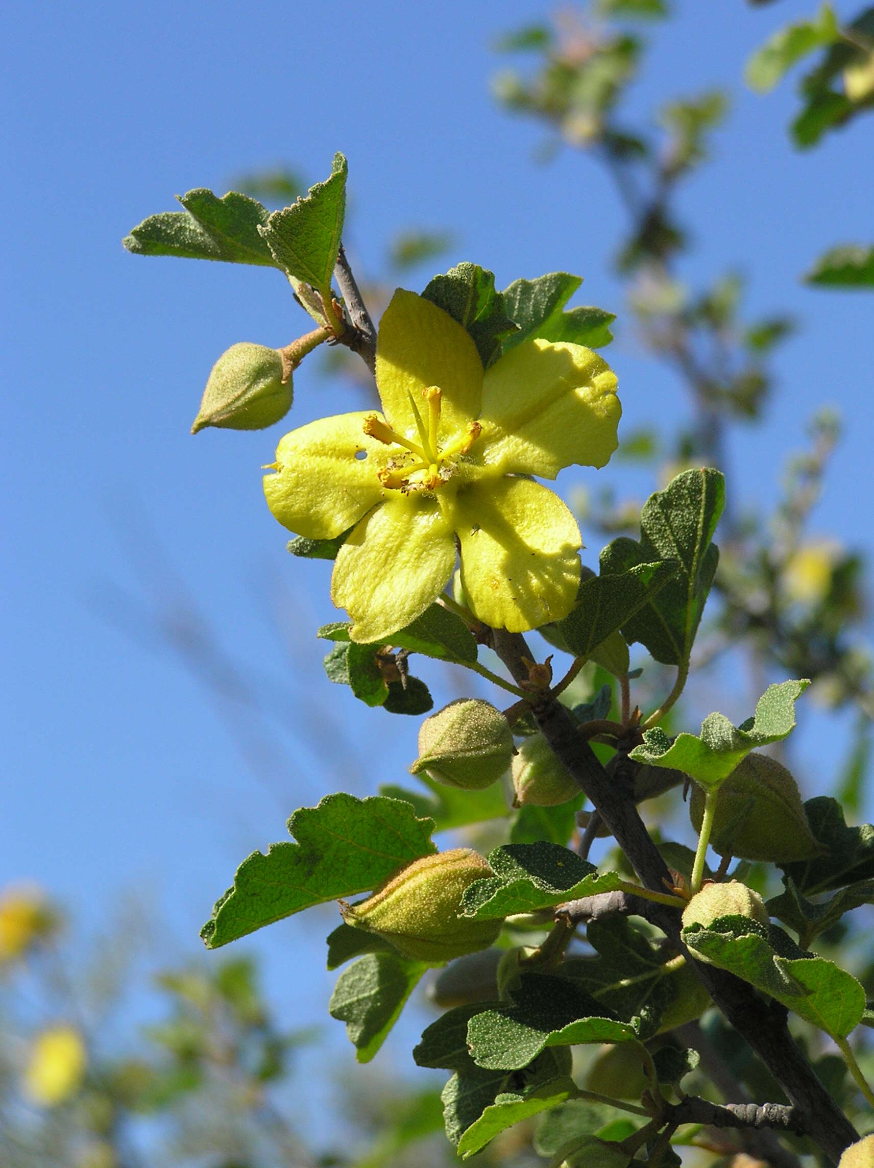 Sivun Fremontodendron californicum (Torr.) Coult. kuva