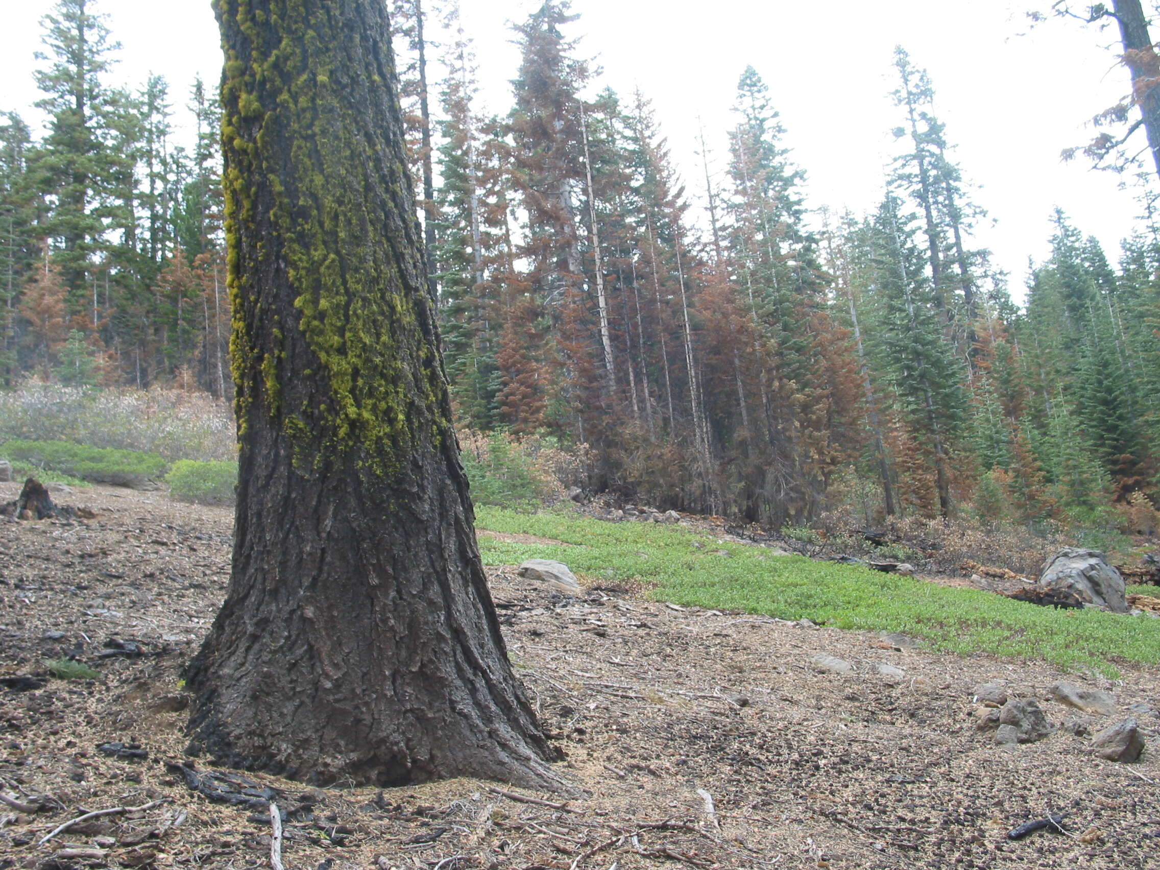 Image of California Red Fir