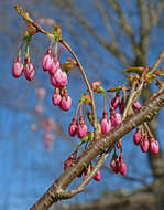 Plancia ëd Prunus subhirtella Miq.