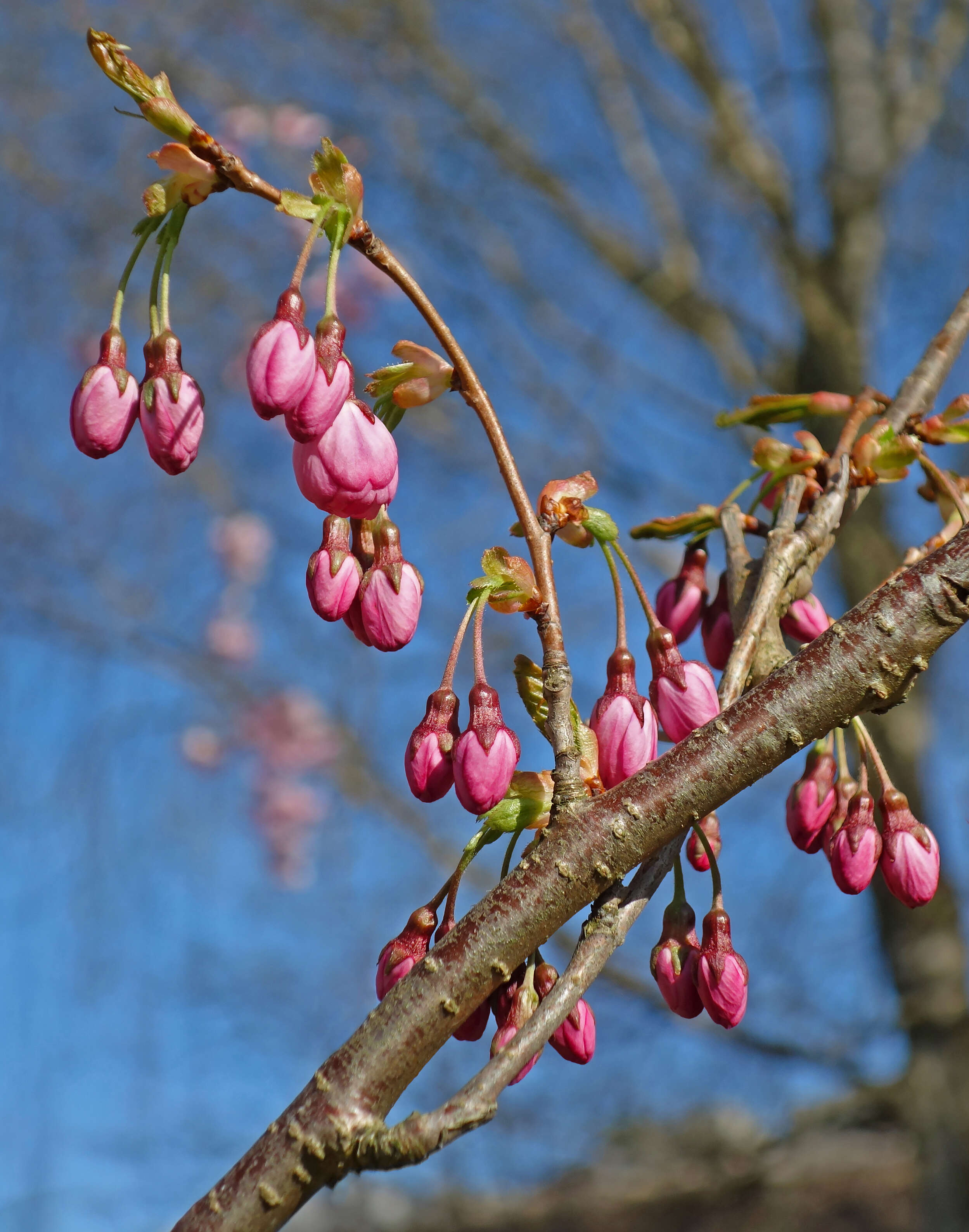 Plancia ëd Prunus subhirtella Miq.