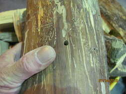 Image of Emerald ash borer