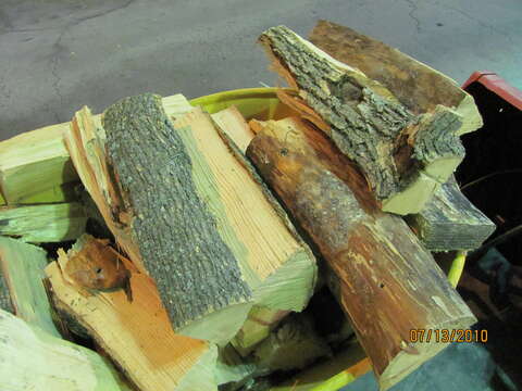 Image of Emerald ash borer