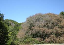 Image of Sudden oak death