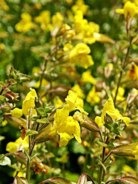 Image of Erythranthe guttata (DC.) G. L. Nesom