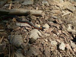 Image of Ring-necked Snake