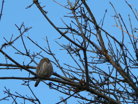 Image of Mountain Pygmy Owl