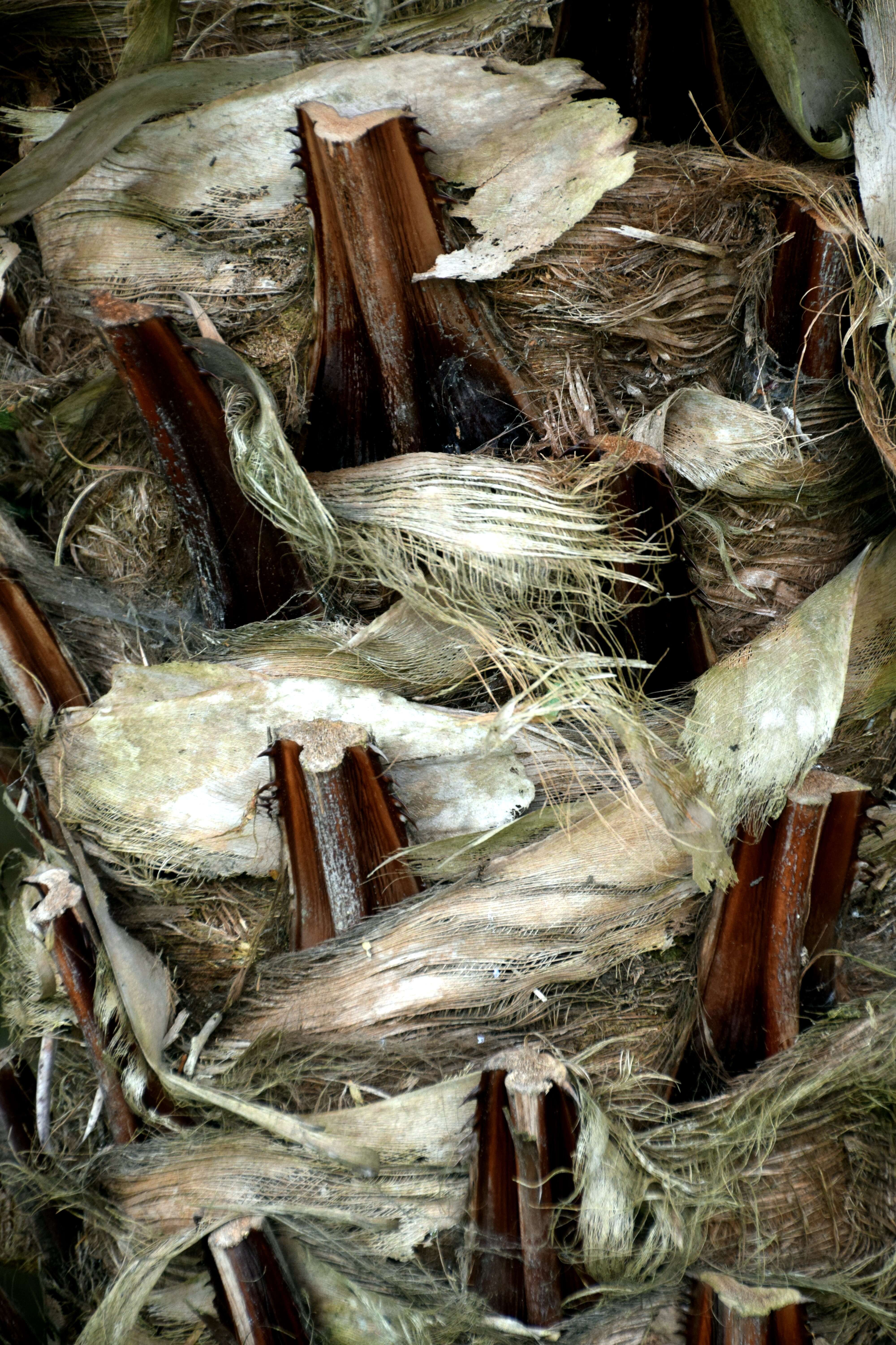 Image of Cabbage-tree palm