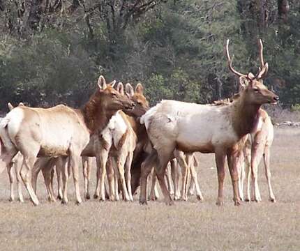 Image of Cervus canadensis nannodes