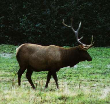 Cervus canadensis roosevelti的圖片