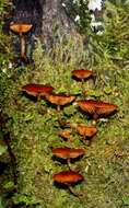 Image of Galerina patagonica Singer 1953