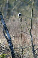 Image of Pied Wagtail and White Wagtail