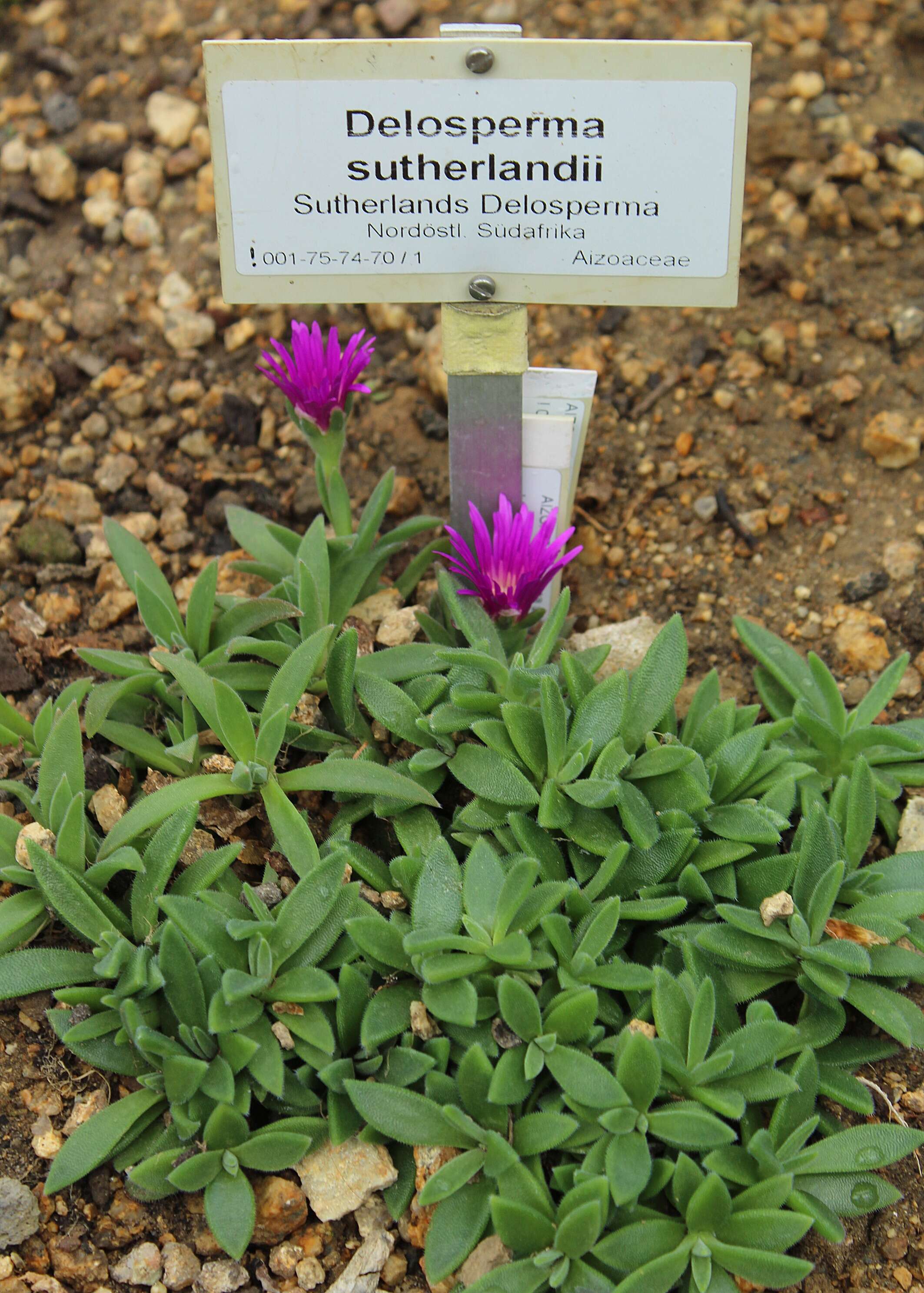 Image of Delosperma sutherlandii (Hook. fil.) N. E. Br.