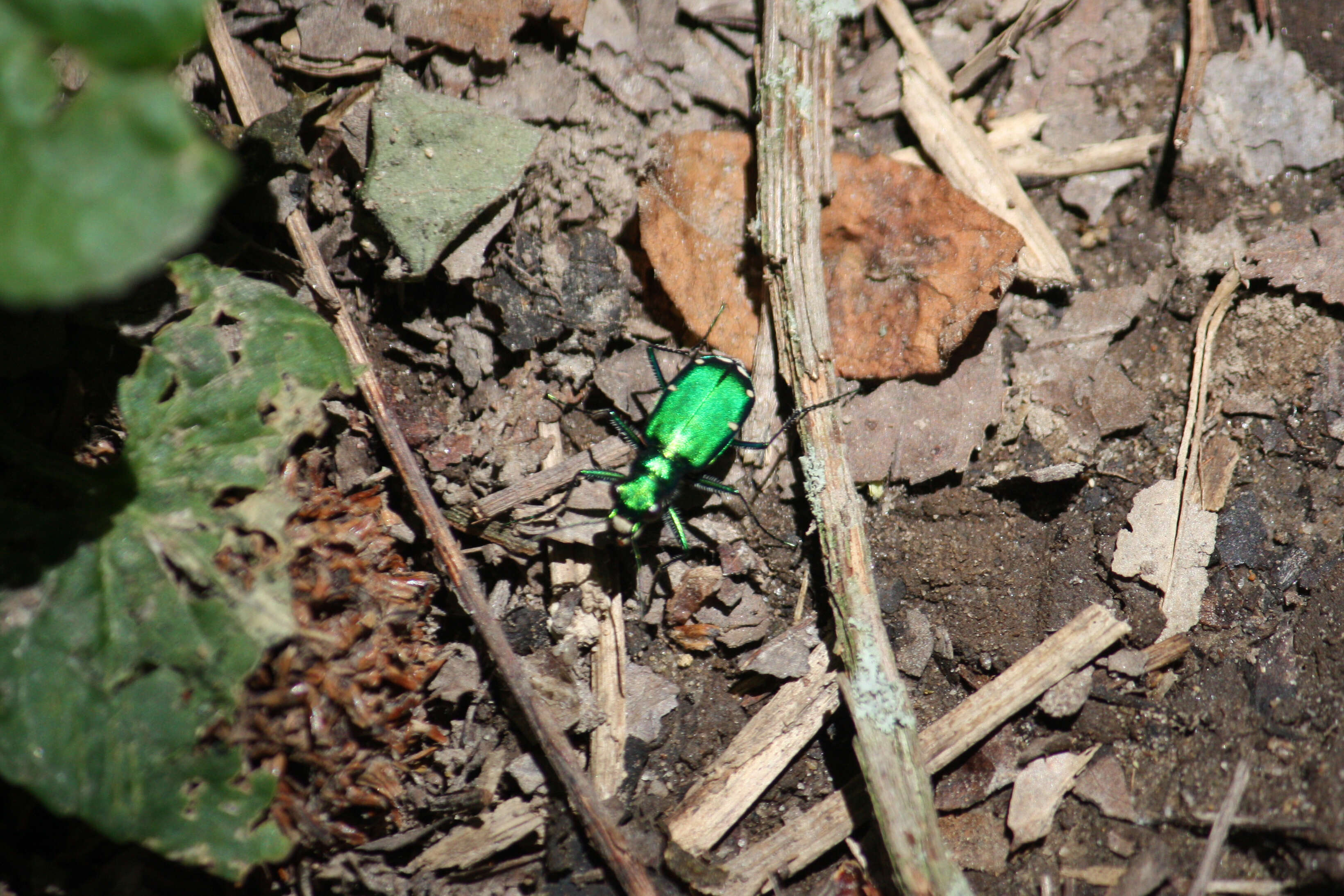 Imagem de Cicindela (Cicindela) sexguttata Fabricius 1775