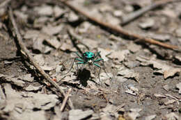 Image of Six Spotted Tiger Beetle